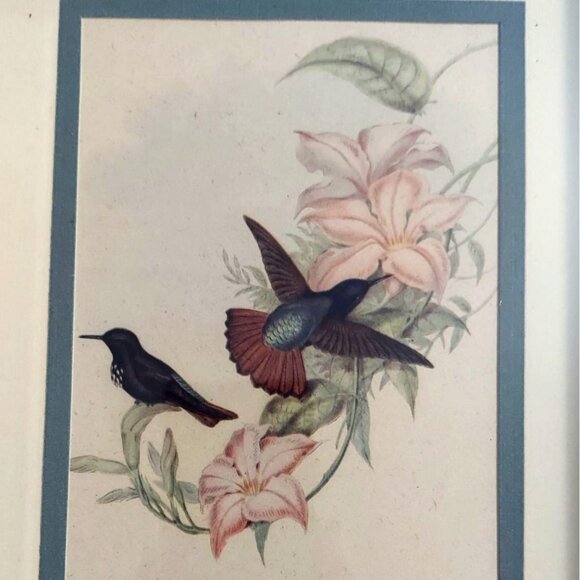 Framed John Gould Lithographs Hummingbird & Flowers Set Of 2 8x10 Vintage Birds - Picture 3 of 12